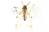  ( - CNC DIPTERA 192269)  @12 [ ] CreativeCommons - Attribution (2012) CNC/CBG Photography Group Centre for Biodiversity Genomics
