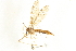  ( - CNC DIPTERA 192283)  @11 [ ] CreativeCommons - Attribution (2012) CNC/CBG Photography Group Centre for Biodiversity Genomics