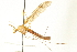  ( - CNC DIPTERA 192290)  @11 [ ] CreativeCommons - Attribution (2012) CNC/CBG Photography Group Centre for Biodiversity Genomics