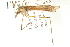  ( - CNC DIPTERA 192299)  @12 [ ] CreativeCommons - Attribution (2012) CNC/CBG Photography Group Centre for Biodiversity Genomics