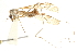  ( - CNC DIPTERA 192344)  @11 [ ] CreativeCommons - Attribution (2012) CNC/CBG Photography Group Centre for Biodiversity Genomics