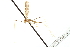  ( - CNC DIPTERA 192416)  @12 [ ] CreativeCommons - Attribution (2012) CNC/CBG Photography Group Centre for Biodiversity Genomics