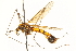  ( - CNC DIPTERA 192494)  @11 [ ] CreativeCommons - Attribution (2012) CNC/CBG Photography Group Centre for Biodiversity Genomics