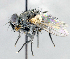  ( - CNC1381932)  @14 [ ] No Rights Reserved  Unspecified Canadian National Collection of Insects Arachnids and Nematodes