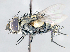 (Hemisturmia sp. MO1 - CNC1381995)  @11 [ ] No Rights Reserved  Unspecified Canadian National Collection of Insects Arachnids and Nematodes