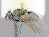  (Phytomyptera sp. MO3 - CNC1382025)  @11 [ ] No Rights Reserved  Unspecified Canadian National Collection of Insects Arachnids and Nematodes