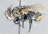  ( - CNC1382049)  @13 [ ] No Rights Reserved  Unspecified Canadian National Collection of Insects Arachnids and Nematodes