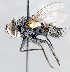  ( - CNC1382056)  @14 [ ] No Rights Reserved  Unspecified Canadian National Collection of Insects Arachnids and Nematodes