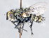  ( - CNC1382112)  @11 [ ] No Rights Reserved  Unspecified Canadian National Collection of Insects Arachnids and Nematodes