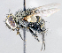  ( - CNC1382131)  @14 [ ] No Rights Reserved  Unspecified Canadian National Collection of Insects Arachnids and Nematodes