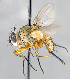  ( - CNC1382172)  @14 [ ] No Rights Reserved  Unspecified Canadian National Collection of Insects Arachnids and Nematodes