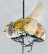  ( - CNC1382188)  @11 [ ] No Rights Reserved  Unspecified Canadian National Collection of Insects Arachnids and Nematodes