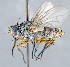  ( - CNC1382214)  @11 [ ] No Rights Reserved  Unspecified Canadian National Collection of Insects Arachnids and Nematodes