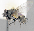 ( - CNC1382230)  @11 [ ] No Rights Reserved  Unspecified Canadian National Collection of Insects Arachnids and Nematodes