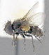  ( - CNC1382266)  @11 [ ] No Rights Reserved  Unspecified Canadian National Collection of Insects Arachnids and Nematodes