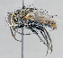  ( - CNC1382277)  @11 [ ] No Rights Reserved  Unspecified Canadian National Collection of Insects Arachnids and Nematodes