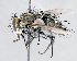  ( - CNC1382279)  @11 [ ] No Rights Reserved  Unspecified Canadian National Collection of Insects Arachnids and Nematodes