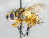  ( - CNC1382302)  @14 [ ] No Rights Reserved  Unspecified Canadian National Collection of Insects Arachnids and Nematodes
