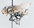  ( - CNC1382307)  @11 [ ] No Rights Reserved  Unspecified Canadian National Collection of Insects Arachnids and Nematodes