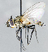  ( - CNC1382315)  @11 [ ] No Rights Reserved  Unspecified Canadian National Collection of Insects Arachnids and Nematodes
