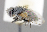  (Phytomyptera sp. MO1 - CNC1382319)  @11 [ ] No Rights Reserved  Unspecified Canadian National Collection of Insects Arachnids and Nematodes