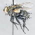  ( - CNC1383956)  @11 [ ] No Rights Reserved  Unspecified Canadian National Collection of Insects Arachnids and Nematodes