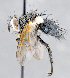  ( - CNC1394276)  @11 [ ] No Rights Reserved  Unspecified Canadian National Collection of Insects Arachnids and Nematodes