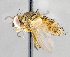  ( - CNC1394303)  @13 [ ] No Rights Reserved  Unspecified Canadian National Collection of Insects Arachnids and Nematodes