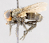  (Oligooestrus - CNC487480)  @11 [ ] No Rights Reserved (2016) Unspecified Canadian National Collection of Insects, Arachnids and Nematodes