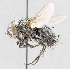  (Chaetocnephalia - CNC487482)  @11 [ ] No Rights Reserved (2016) Unspecified Canadian National Collection of Insects, Arachnids and Nematodes