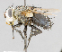  ( - CNC487526)  @11 [ ] No Rights Reserved (2016) Unspecified Canadian National Collection of Insects, Arachnids and Nematodes