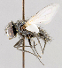  ( - CNC487610)  @11 [ ] No Rights Reserved (2016) Unspecified Canadian National Collection of Insects, Arachnids and Nematodes