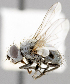  (Clastoneura sp. 2 - CNC487612)  @11 [ ] No Rights Reserved (2016) Unspecified Canadian National Collection of Insects, Arachnids and Nematodes