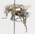  (Chaetocraniopsis - CNC487625)  @13 [ ] No Rights Reserved (2016) Unspecified Canadian National Collection of Insects, Arachnids and Nematodes