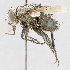  ( - CNC487629)  @13 [ ] No Rights Reserved (2016) Unspecified Canadian National Collection of Insects, Arachnids and Nematodes