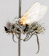  ( - CNC487665)  @11 [ ] No Rights Reserved (2016) Unspecified Canadian National Collection of Insects, Arachnids and Nematodes