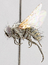  ( - CNC487666)  @11 [ ] No Rights Reserved (2016) Unspecified Canadian National Collection of Insects, Arachnids and Nematodes