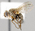  ( - CNC497672)  @11 [ ] No Rights Reserved (2016) Unspecified Canadian National Collection of Insects, Arachnids and Nematodes