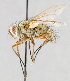  (Cryptomeigenia sp. GER3 - CNC554599)  @13 [ ] No Rights Reserved (2016) Unspecified Canadian National Collection of Insects, Arachnids and Nematodes