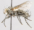  ( - CNC554645)  @13 [ ] No Rights Reserved (2016) Unspecified Canadian National Collection of Insects, Arachnids and Nematodes