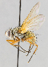  ( - CNC554737)  @14 [ ] No Rights Reserved (2016) Unspecified Canadian National Collection of Insects, Arachnids and Nematodes