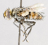  ( - CNC554847)  @11 [ ] No Rights Reserved (2016) Unspecified Canadian National Collection of Insects, Arachnids and Nematodes