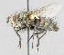  ( - CNC554861)  @14 [ ] No Rights Reserved (2016) Unspecified Canadian National Collection of Insects, Arachnids and Nematodes