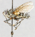  ( - CNC554898)  @13 [ ] No Rights Reserved (2016) Unspecified Canadian National Collection of Insects, Arachnids and Nematodes