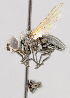  ( - CNC557322)  @11 [ ] No Rights Reserved (2016) Unspecified Canadian National Collection of Insects, Arachnids and Nematodes