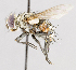  ( - CNC557323)  @11 [ ] No Rights Reserved (2016) Unspecified Canadian National Collection of Insects, Arachnids and Nematodes