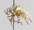  (Cryptomeigenia sp. 4 - CNC557334)  @13 [ ] No Rights Reserved (2016) Unspecified Canadian National Collection of Insects, Arachnids and Nematodes