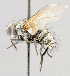  ( - CNC557467)  @11 [ ] No Rights Reserved (2016) Unspecified Canadian National Collection of Insects, Arachnids and Nematodes