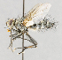  ( - CNC572100)  @13 [ ] No Rights Reserved (2016) Unspecified Canadian National Collection of Insects, Arachnids and Nematodes