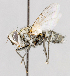  (Istocheta aldrichi - CNC572251)  @11 [ ] No Rights Reserved (2016) Unspecified Canadian National Collection of Insects, Arachnids and Nematodes